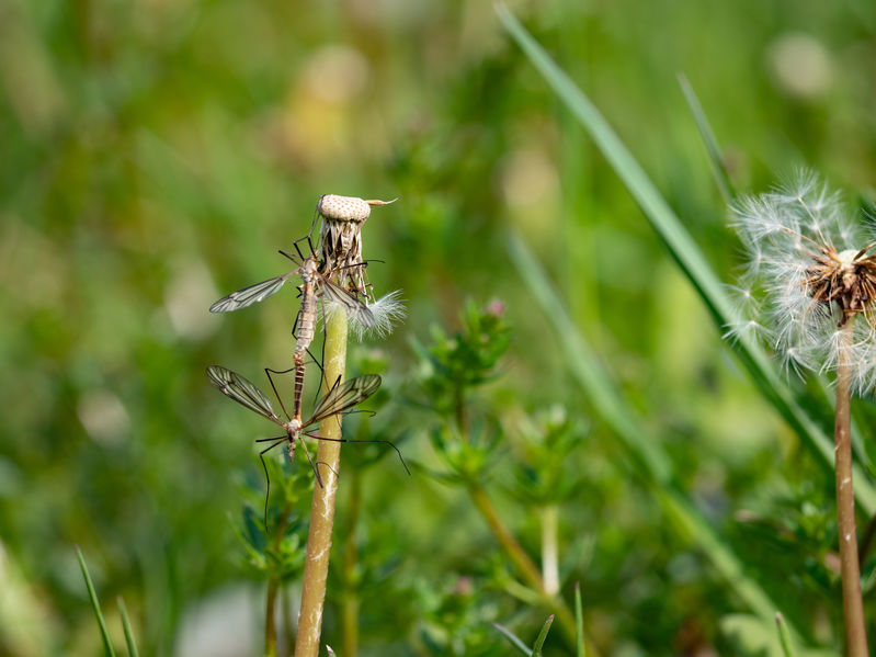 Lawn Care Crane Fly