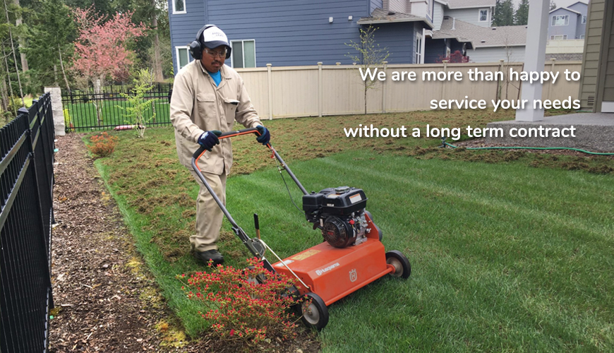 Lawn Thatching